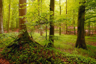 Bild mit Natur, Bäume, Wälder, Wald, Baum, Blätter, Waldboden, Spaziergang, Erholung