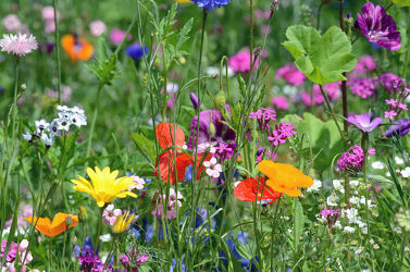 Bild mit Gelb, Grün, Gräser, Blumen, Frühling, Rot, Blau, Wildblumen, garten, Beet
