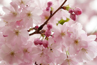 Bild mit Weiß, Rosa, Frühling, Rot, Makro, Blüten, nahaufnahme, Japanische_Zierkirsche, Zierkirsche, Blütenköpfe