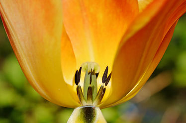 Tulpenkern