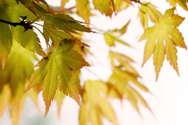 Bild mit Herbst, Herbst, Blätter, Ahorn