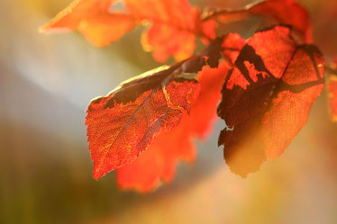 Bild mit Herbst, Herbst, Sonne, Blätter, Makro, Gegenlicht, nahaufnahme, Sonnenstrahlen, Abendsonne, Boten