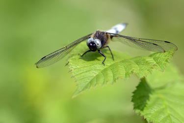 Bild mit Augen, Makro, Männchen, Libellen, Libellula depressa, Plattbauch, Flügeln, Mund, Segellibellen, Odonata, Libelle