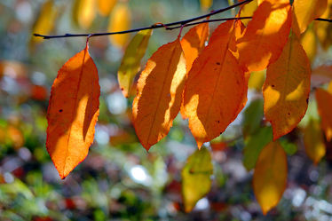 Bild mit Bäume, Parks, Herbst, Blätter, Bunt, garten, FARBE, farbig