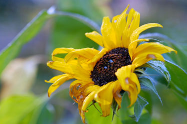 Sonnenblume im Spätherbst