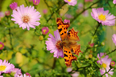 Bild mit Herbst, Insekten, Astern, Schmetterlinge, Schmetterling, Tagfalter, Blumenbeet, Spätsommer, C_Falter