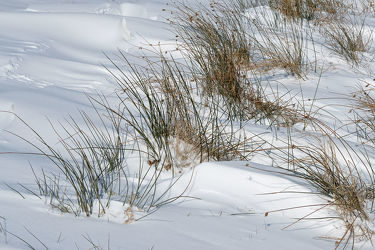 Bild mit Grün, Winter, Schnee, Weiß, Winterzeit, Moor, Wind, Binsen, Vorfrühling, März, Schneeverwehungen
