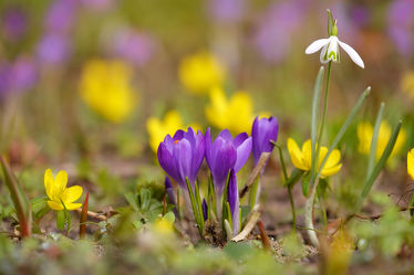 Bild mit Blumen, Frühling, Krokusse, Schneeglöckchen, Frühlingsgarten, Winterlinge, Sprösslinge