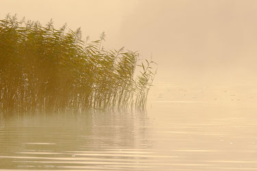 Bild mit Gewässer, Seen, Sonnenaufgang, Nebel, Schilf, Entspannen, Ausspannen, Ausspannen, Seenebel, Idylle, Dunst, Morgengrauen, Schimmern