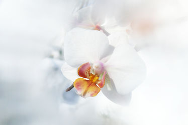 Bild mit Blume, Orchidee, Makro, nahaufnahme, edel, weiße, orchideenblüte