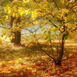 Bild mit Herbst, Sträucher, Blätter, Gegenlicht, leuchtend, Sonnenlicht, Ausspannen, Idylle