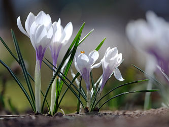 Bild mit Natur, Blumen, Frühling, Blume, weiss, Krokusse, Krokus, krokusblüte