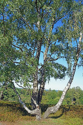 Bild mit Baum, Birke, Anhöhe, Naturpark, Schleswig, Holstein, Aukrug, Boxberg