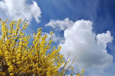 Bild mit Gelb, Himmel, Wolken, Weiß, Blau, Forsythie, frühlingsblüher