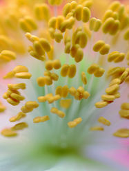 Der Mohnblumenpollenstrauß