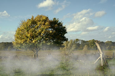 Bild mit Herbst, Nebel, Sonne, Baum, Zaun
