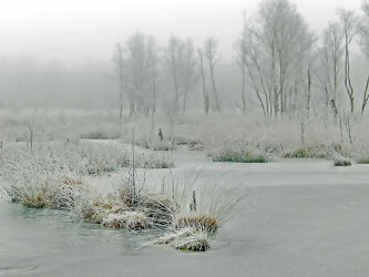 Bild mit Gräser, Bäume, Winter, Eis, Birken, Nebel, Moor, Lebensgefahr