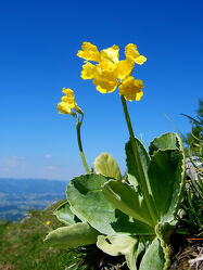 Bild mit Gelb, Himmel, Blau, Blume, Makro, Wolkenlos, Hochgebirge, Weiter Blick, Aurikel, Primus_auricula