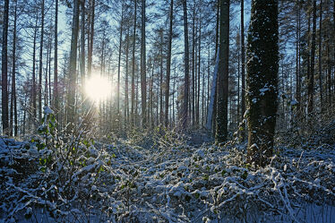 Bild mit Bäume, Schnee, Sträucher, Sonne, Abendsonne, Winterwald, Brombeeren