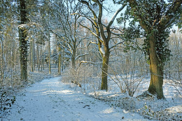 Bild mit Bäume, Winter, Winter, Schnee, Sonne, Wald, Spaziergang, Erholung, Ausspannen, efeu, Mittagssonne, Waldlauf