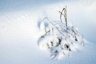 Bild mit Gräser, Winter, Schnee, Makro