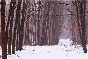 Bild mit Winter, Schnee, Nebel, Buchen, Dunst, Aufforstung, Neuanlage