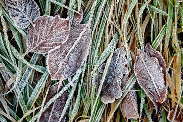 Bild mit Gräser, Winter, Blätter, Makro, nahaufnahme, Kälte, Frost, Raureif
