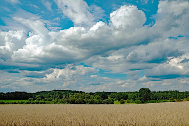 Bild mit Landschaften, Himmel, Bäume, Wolken, Kornfelder, Knicks, Schleswig, Holstein