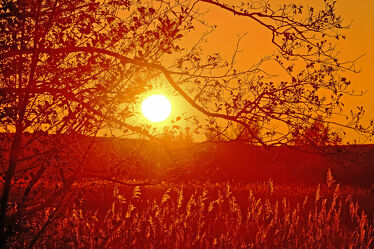 Bild mit Sonnenuntergang, Schilf, Äste, reet, Zweige, Deiche, Deichhinterland