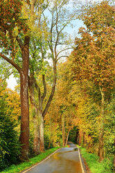 Bild mit Bäume, Herbst, Asphalt, Sonnenschein, Strassen, Glätte
