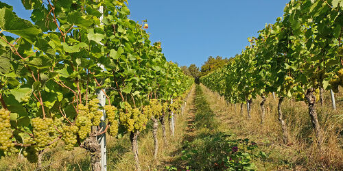 Bild mit Herbst, Trauben, Weinberge, franken, Erntezeit, Ramsthal