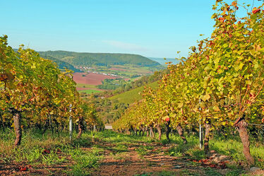 Bild mit Herbst, Weinstöcke, Obst, Wein, Dunst, Anhöhe, Saft, Reben, Ramsthal, Welnberge