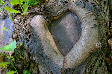 Bild mit Bäume, alt, Herz, astloch, Stabilisiert, Verbunden, Geschützt, Baumwunde, Vernarbt