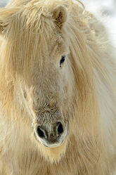 Bild mit Säugetiere, Winter, Pferde, Portrait, Irland, Porträt, pony, Isländisches Pony