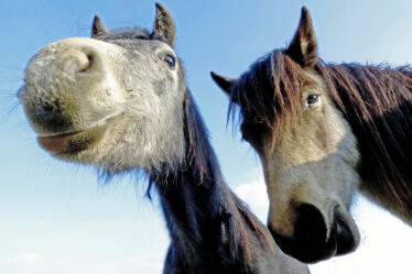 Bild mit Säugetiere, Pferde, Lieblinge, Freunde, Lebensinhalt