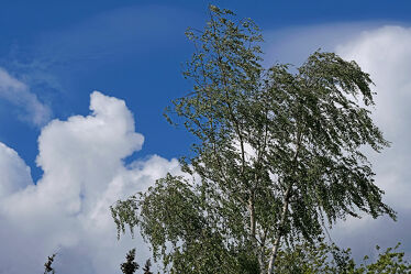 Bild mit Himmel, Wolken, Fichten, Birke, Wind, Unwetter, Stuermisch