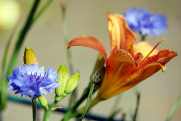 Bild mit Pflanzen, Blumen, Frühling, Sommer, Lilien, garten, Ausspannen, Freude, Strauss, Kornblumem
