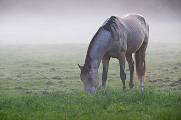 Bild mit Nebel, Wiese, Säugetier, Pferd, Abendstimmung