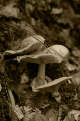Pilze im Tiroler Wald, sepia Fotografie 2013