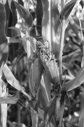 verliebter Mais, schwarz weiss Fotografie