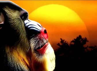 Bild mit Tiere, Sonnenuntergang, Affe, Tier, Affen, Tierisches, Africa, Bunte Tierwelt, Afrika, Tierwelt, Wildlife, Urwald, Regenwald, Gorilla, South Africa