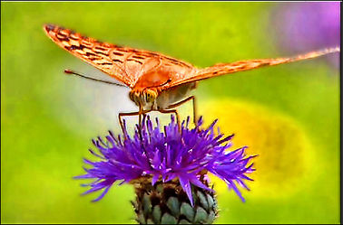 Bild mit Natur, Insekten, Schmetterlinge, Makroaufnahme, Digital Art, Tiere & Insekten, Schmetterling, Insekt