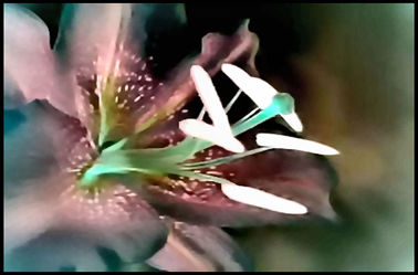 Bild mit Makroaufnahme, Blume, Lilie, Blumen im Makro, Filterbilder 2, Blumenmakro, Digitale Blumen