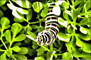 Bild mit Makroaufnahme, DigitalArt, Raupen und Schmetterlinge, Schmetterling, Makrobilder