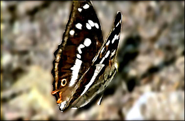 Bild mit Schmetterling
