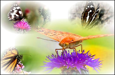 Bild mit Makroaufnahme, Digital Art, Collage, Digitale Kunst, Digitales, Schmetterling, Digitale Blumen