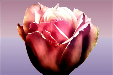 Bild mit Rosen, Rose, Makro Rose, Blumen im Makro, Blumen & Makro
