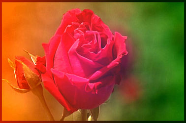 Bild mit Rosen, Rose, Rosenblüte, Blumen im Makro, Blumenmakro