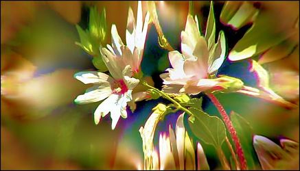 Bild mit Blumen, Makroaufnahme, Blume, Digitale Kunst, DigitalArt, Digitales Farbenspiel, Blumiges, Blumenmakro