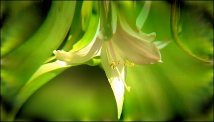 Lilie weißgrün